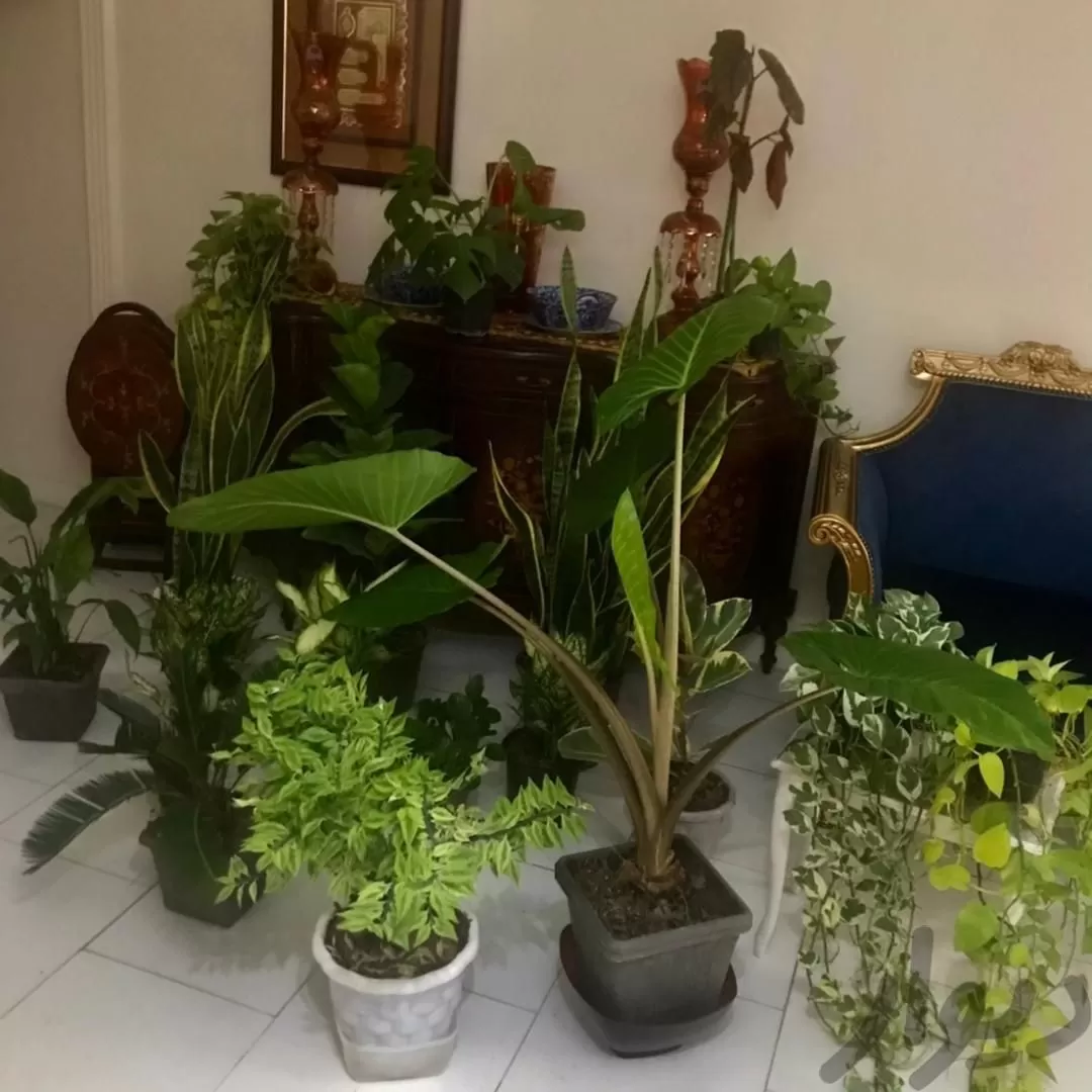 فروش گل های آپارتمانی پربوته و سایه دوست با گلدان