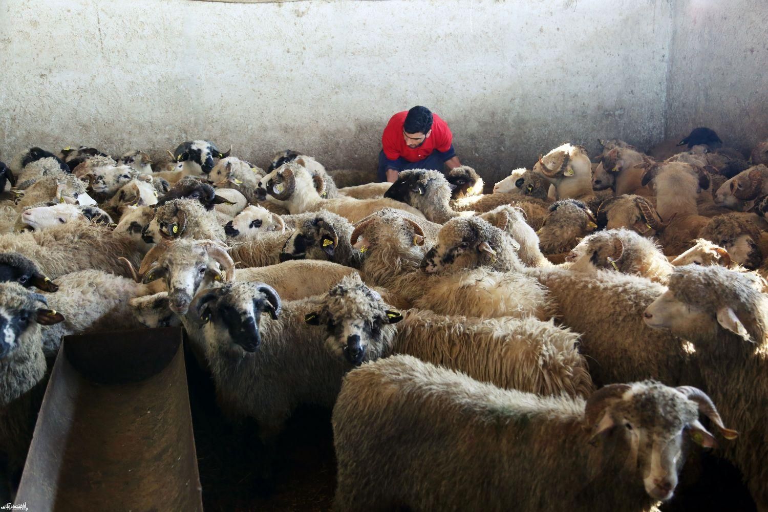 گوسفند زنده و دامداری دهقان